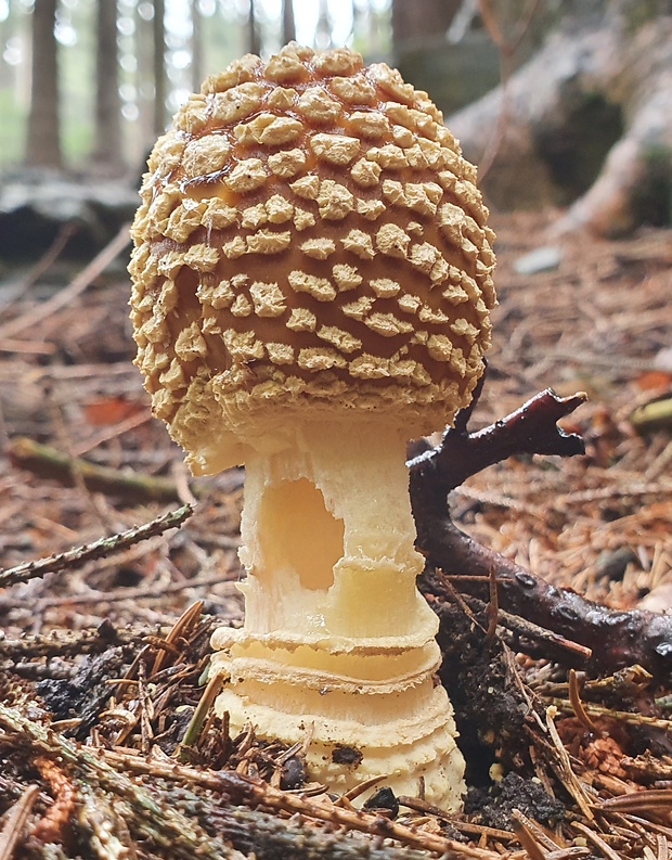 muchotrávka kráľovská Amanita regalis (Fr.) Michael