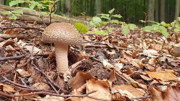 muchotrávka červenkastá Amanita rubescens Pers.