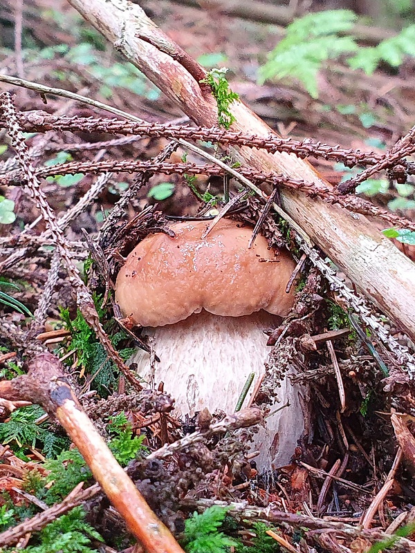 hríb smrekový Boletus edulis Bull.