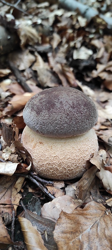 hríb sosnový Boletus pinophilus Pil. et Dermek in Pil.