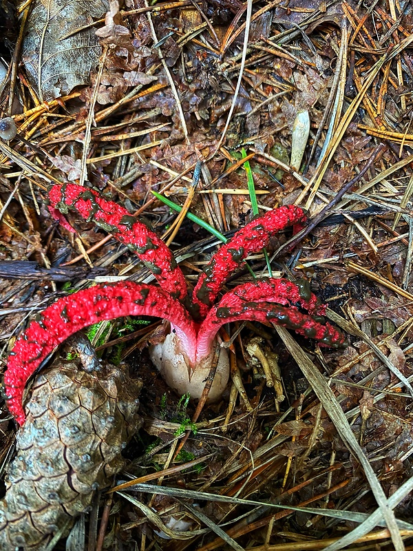 mrežovka kvetovitá Clathrus archeri (Berk.) Dring