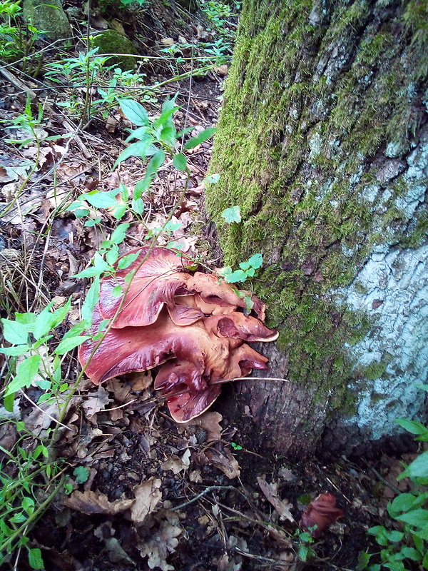 pečeňovec dubový Fistulina hepatica (Schaeff.) With.