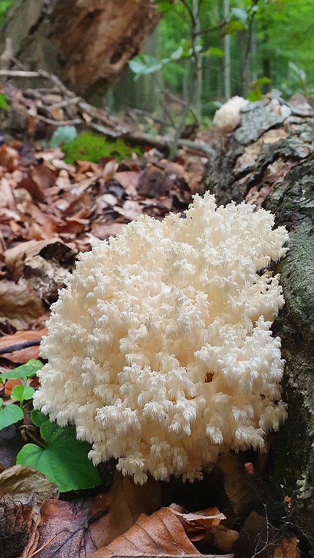 koralovec bukový Hericium coralloides (Scop.) Pers.