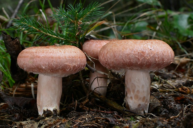 rýdzik kravský Lactarius torminosus (Schaeff.) Gray