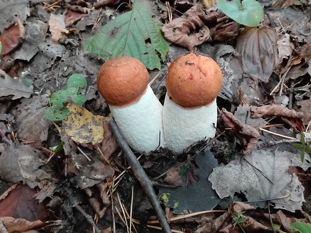 kozák osikový Leccinum albostipitatum den Bakker & Noordel.