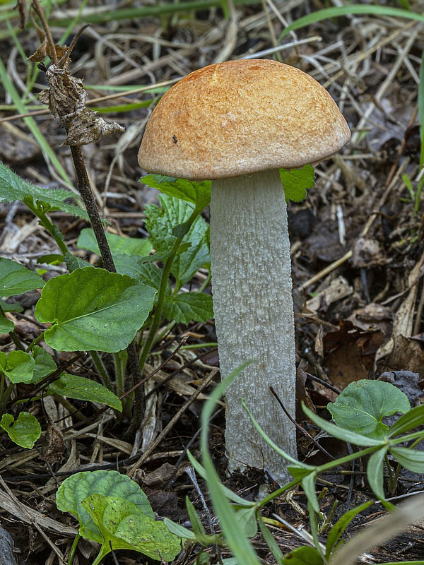 kozák osikový Leccinum albostipitatum den Bakker & Noordel.