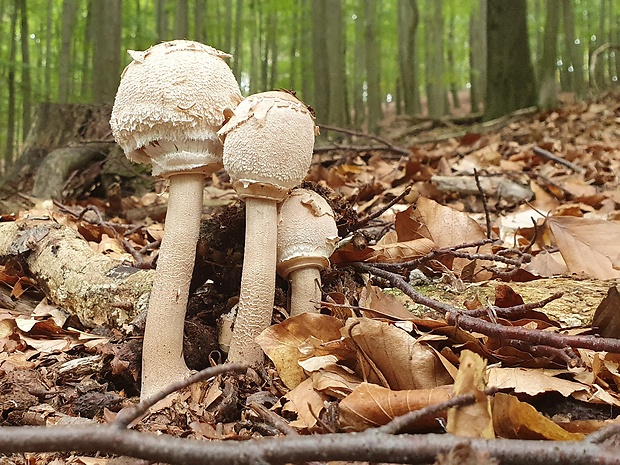 bedľa vysoká Macrolepiota procera (Scop.) Singer