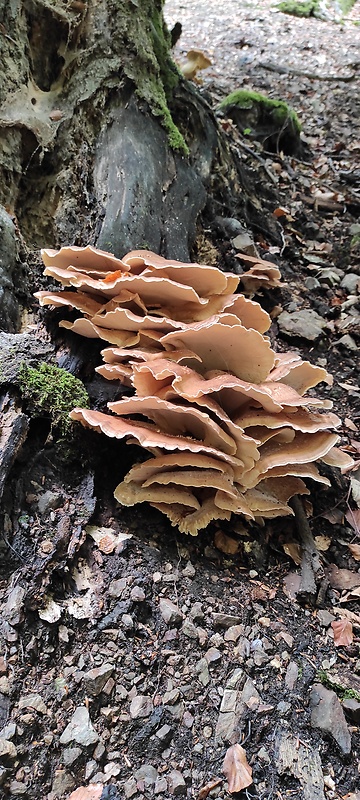 vejárovec obrovský Meripilus giganteus (Pers.) P. Karst.