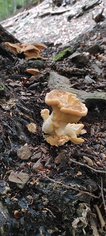 vejárovec obrovský Meripilus giganteus (Pers.) P. Karst.