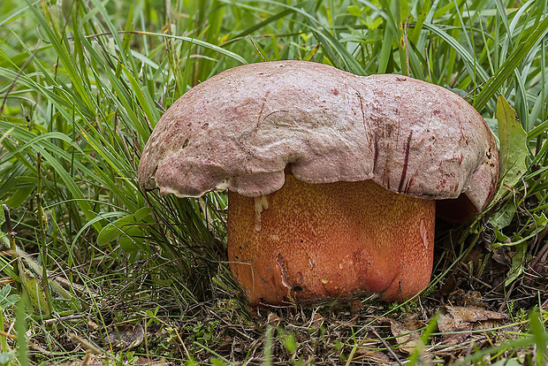 hríb Le Galovej Rubroboletus legaliae (Pilát & Dermek) Della Maggiora & Trassin.