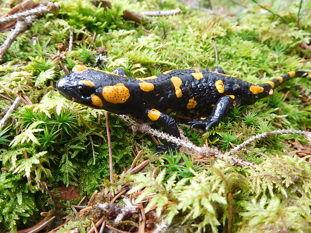 salamandra škvrnitá Salamandra salamandra