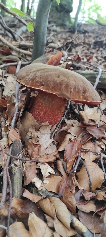 hríb zrnitohlúbikový Sutorius luridiformis (Rostk.) G. Wu & Zhu L. Yang