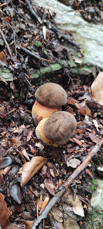 hríb zrnitohlúbikový Sutorius luridiformis (Rostk.) G. Wu & Zhu L. Yang