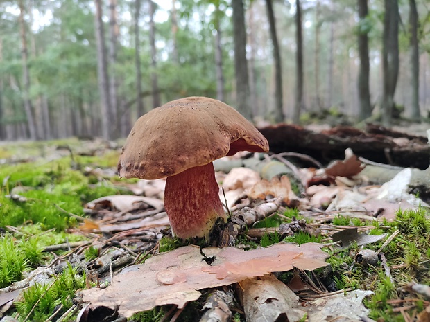 hríb zrnitohlúbikový Sutorius luridiformis (Rostk.) G. Wu & Zhu L. Yang