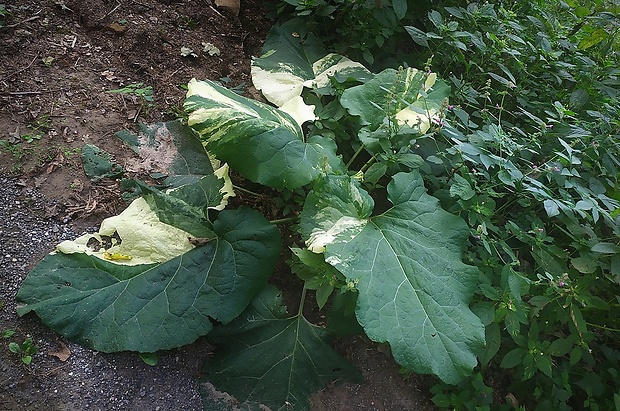 lopúch plstnatý Arctium tomentosum Mill.