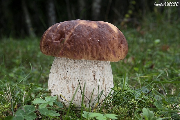 hríb smrekový Boletus edulis Bull.