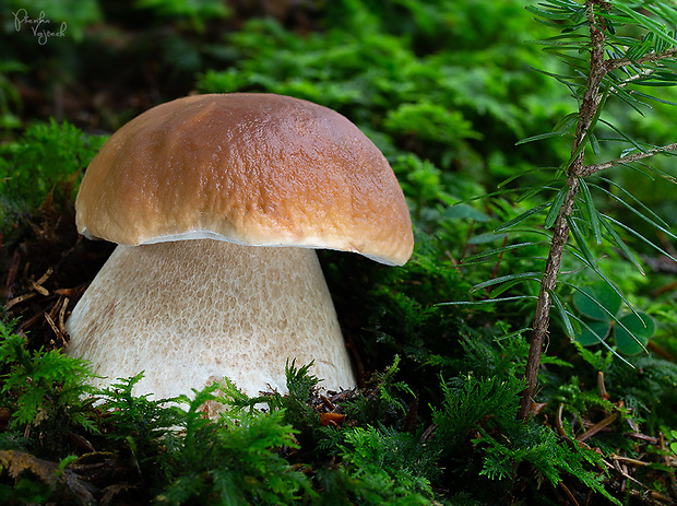 hríb smrekový Boletus edulis Bull.