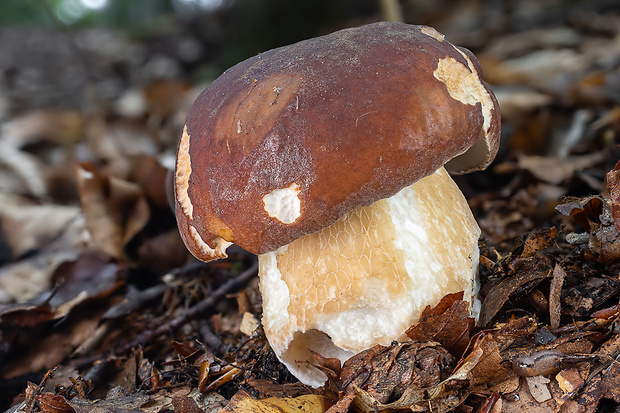 hríb sosnový Boletus pinophilus Pil. et Dermek in Pil.