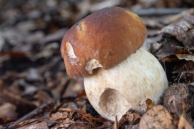 hríb sosnový Boletus pinophilus Pil. et Dermek in Pil.