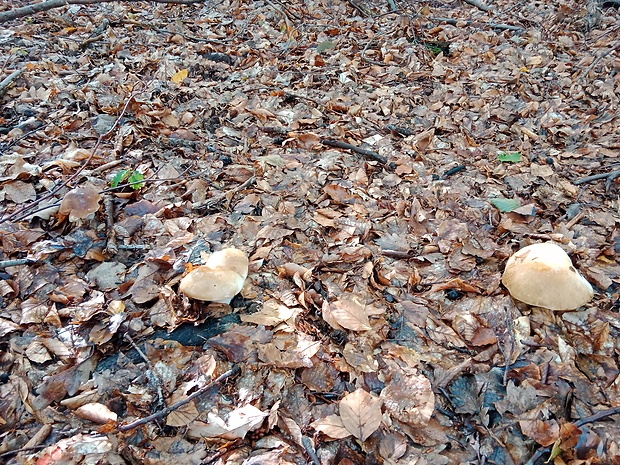 hríb dubový Boletus reticulatus Schaeff.