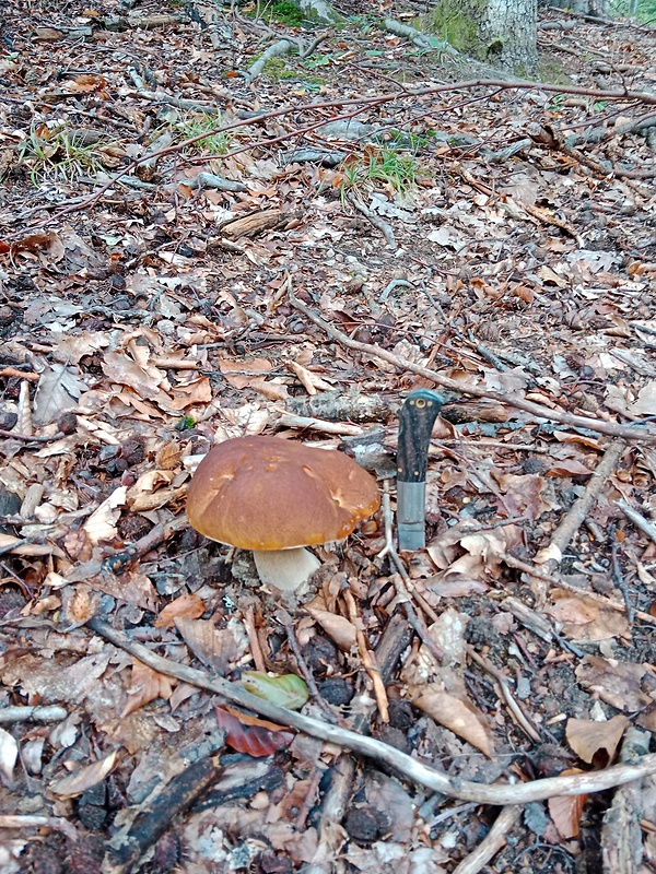 hríb dubový Boletus reticulatus Schaeff.