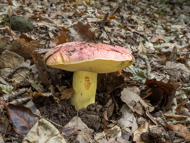 hríb kráľovský Butyriboletus regius (Krombh.) D. Arora & J.L. Frank