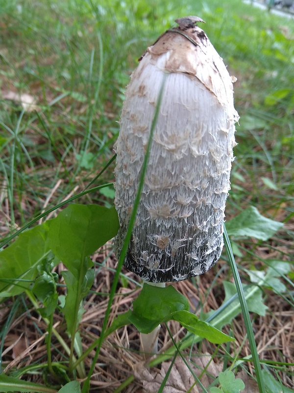 hnojník obyčajný Coprinus comatus (O.F. Müll.) Pers.