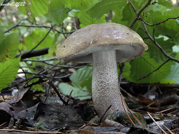 kozák topoľový Leccinum duriusculum (Schulzer ex Kalchbr.) Singer