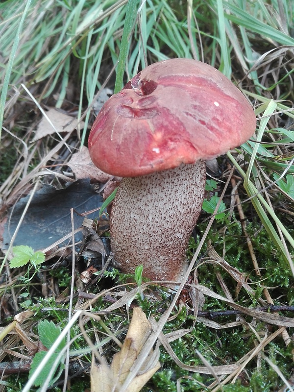 kozák Leccinum sp.