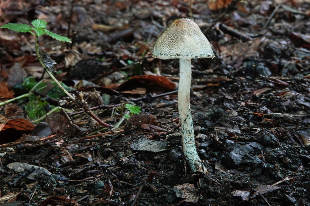 bedlička Grangeova Lepiota grangei (Eyre) Kühner