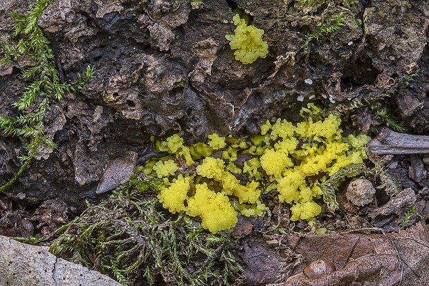 slizovka Myxomycetes