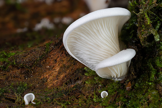 hlivuľa uškatá Pleurocybella porrigens (Pers.) Singer