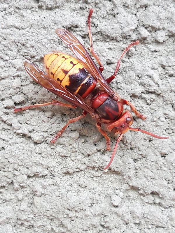 sršeň obyčajný Vespa crabro