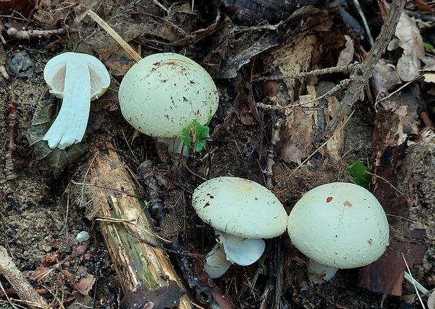 pečiarka hájová Agaricus cf.sylvicola (Vittad.) Peck