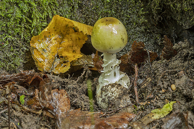 muchotrávka zelená Amanita phalloides (Vaill. ex Fr.) Link