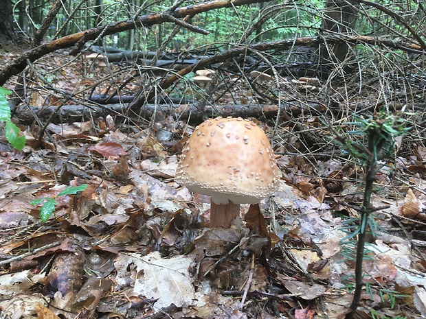 muchotrávka červenkastá Amanita rubescens Pers.