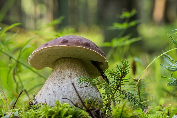 hríb smrekový Boletus edulis Bull.