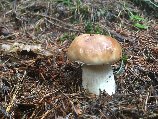 hríb smrekový Boletus edulis Bull.