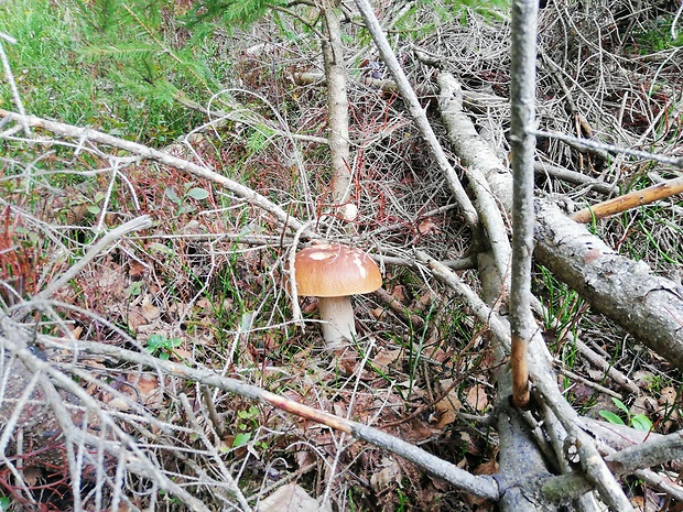 hríb smrekový Boletus edulis Bull.