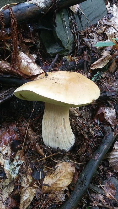 hríb smrekový Boletus edulis Bull.