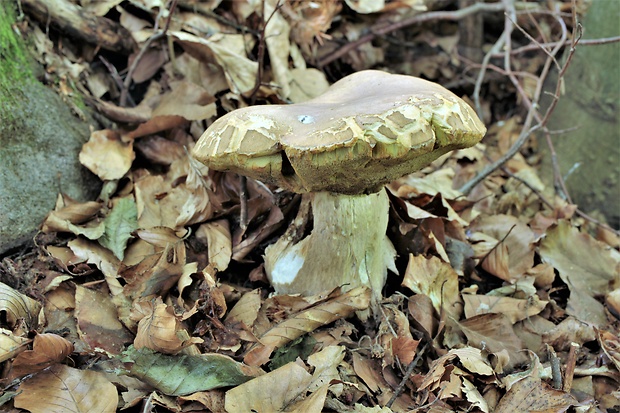 hríb dubový Boletus reticulatus Schaeff.