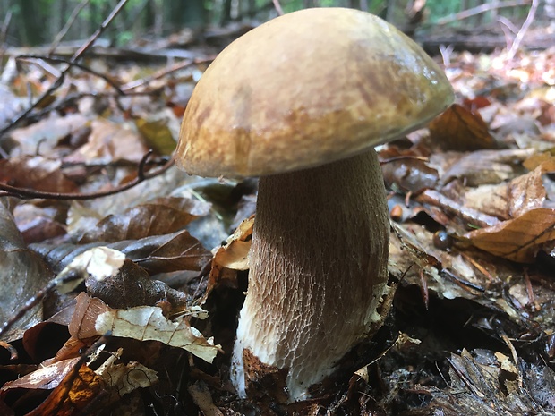 hríb dubový Boletus reticulatus Schaeff.