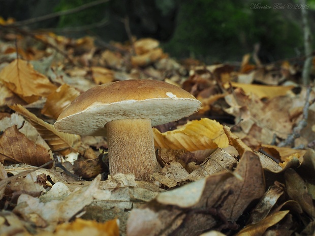 hríb dubový Boletus reticulatus Schaeff.