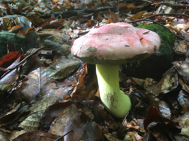 hríb kráľovský Butyriboletus regius (Krombh.) D. Arora & J.L. Frank