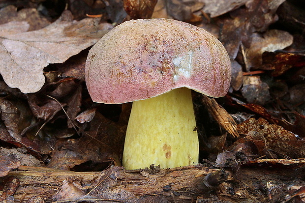 hríb sivoružový Butyriboletus roseogriseus (J. Šutara, M. Graca, M. Kolarík, V. Janda & M. Kríž) Vizzini & Gelardi