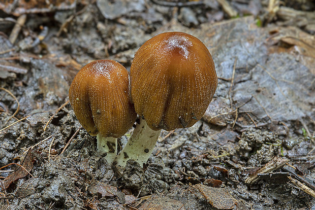 hnojník Coprinellus sp.