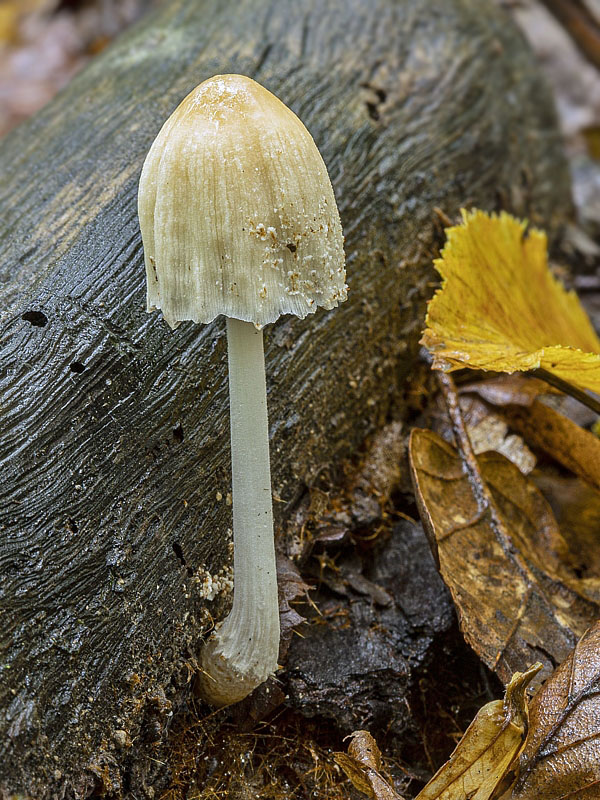 hnojník Coprinus sp.