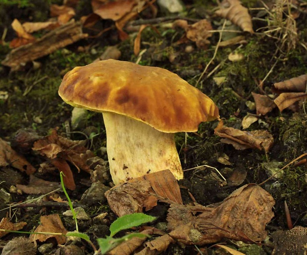 hríb jamkatý Hemileccinum depilatum (Redeuilh) Šutara