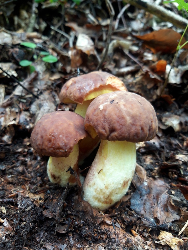 hríb jamkatý Hemileccinum depilatum (Redeuilh) Šutara