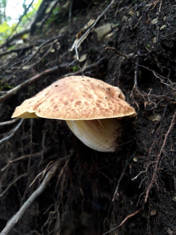 hríb jamkatý Hemileccinum depilatum (Redeuilh) Šutara